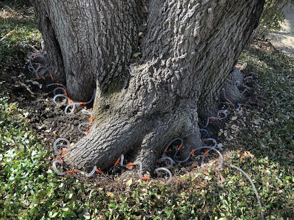 Detailed Tree Cabling and Bracing job site in Redwood Falls