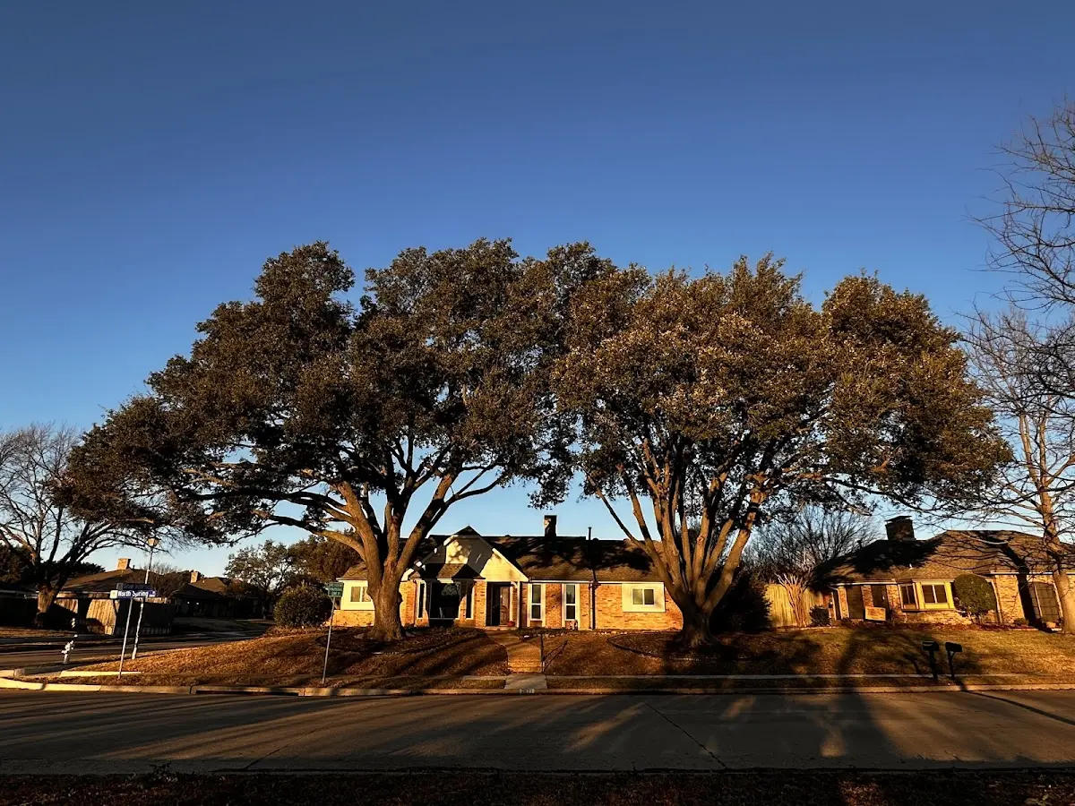 Established residential canopy tree shading a home in Redwood Falls